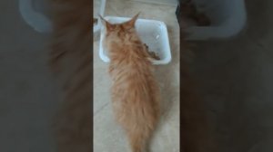 Как кормить Мейн куна в 6-7 недель.  How to feed a Maine Coon at 6-7 weeks