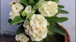 Watch: How To Get TONS of FLOWERS On Euphorbia Milii