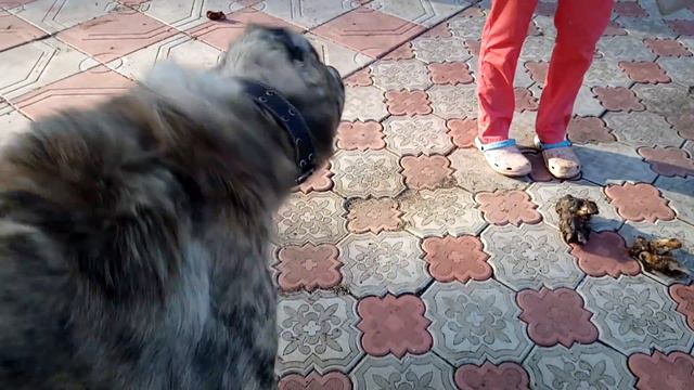 Наш алабай Батя очень любит поспать. Днём. А ночью полаять)) Our dog loves to sleep. смотреть онлайн