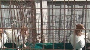 Продаются головастики желтоголовые. Возможна доставка в регионы. 8-989-129-80-55