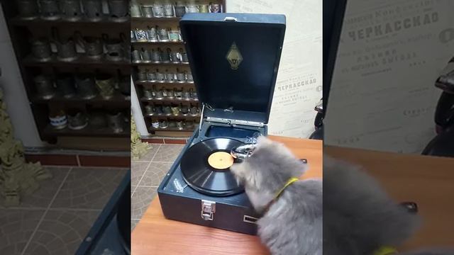 Патефон! смотреть онлайн