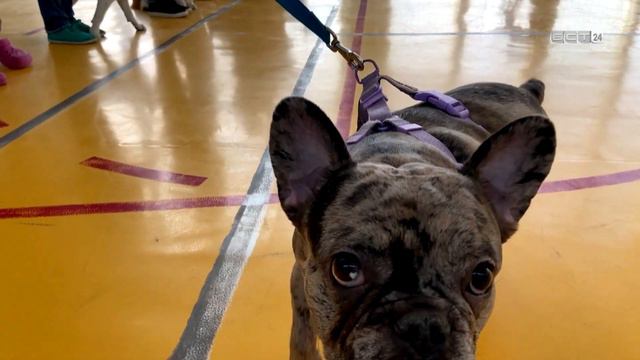 Корги по кличке Арни выиграл кинологические соревнования в Братске смотреть онлайн