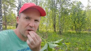 Как выглядит сныть? Можно ли есть сныть?