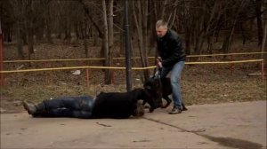 Кане-Корсо защита хозяина на улице