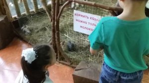 Куда сходить в Сочи с детьми зимой. Контактный зоопарк в парке Ривьера.