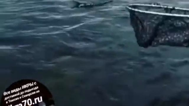 Красная Рыба🐟 в Томске! Уже Теплеет😅 Скоро✌️Лето🏖️89528871534📲ikra70.ru