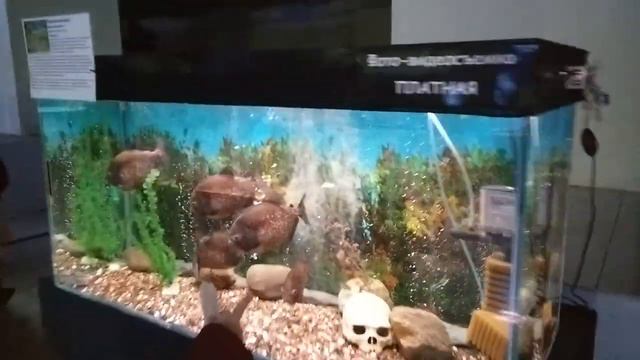 Выставка тропических рыб в Г. Кемерово Ч. 1 смотреть онлайн