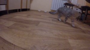 Мяуканье Котенка Хлои 2 День в Новом Доме Шотландский вислоухий Котенок мяукает и ищет маму кошку