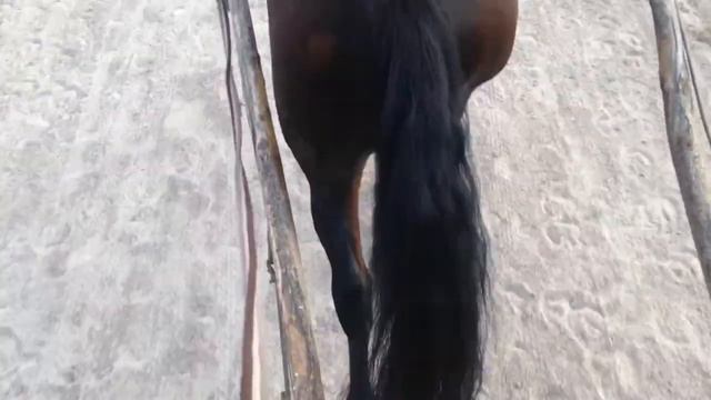 Только лошадь будет относиться к тебе так, как ты этого заслуживаешь  ХШН