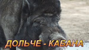 35 ИНДИЯ, Арамболь - ДОЛЬЧЕ КАБАНА