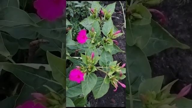 мирабилис смотреть онлайн