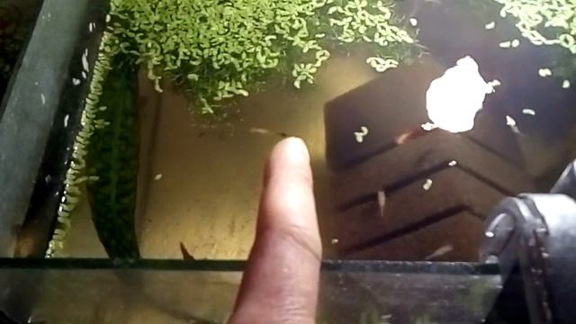 Кратко о том как мы съездили на Птичий рынок. смотреть онлайн