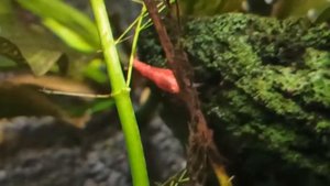 Нападала ли улитка хелена на креветку вишню?/Did the Helena snail attack the cherry shrimp