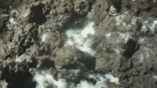 От рыхления покровного слоя, до сбора первой волны! Выращивание шампиньонов! Стоп+шок! смотреть онлайн