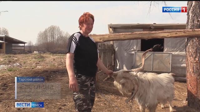 В Омской области живет козел долгожитель, которому недавно исполнилось 9 лет смотреть онлайн