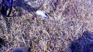 Что можно найти рядом с дорогой с АКА Сигнум