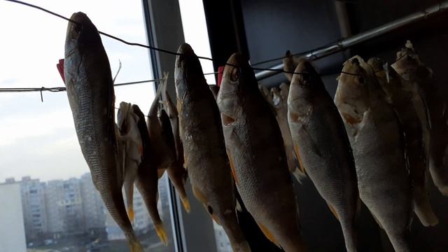 Окунь вялено  копченый рецепт в коптильне из бочки сделаной своими руками Коптильня своими руками