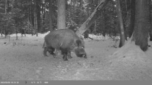 НОЧНАЯ ЖИЗНЬ В ДИКОМ ЛЕСУ! Фотоловушка поймала диких кабанов.