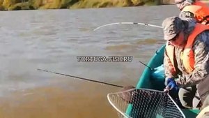 РЫБАЛКА НА ГЛАВНОМ БАНКЕ ВОЛГИ??АДРЕНАЛИН