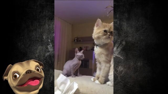 ?МИЛЕНЬКИЕ КОШКИ 2022 И ДРУГИЕ ЖИВОТНЫЕ?Смешные Кошки Приколы с Кошками и собаками #35