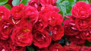 Роза почвопокровная Ред Фэйри (rose fairy rubrum) ? обзор: как сажать, саженцы розы Ред Фэйри