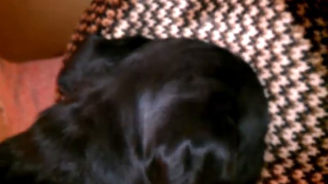 мои звери) смотреть онлайн