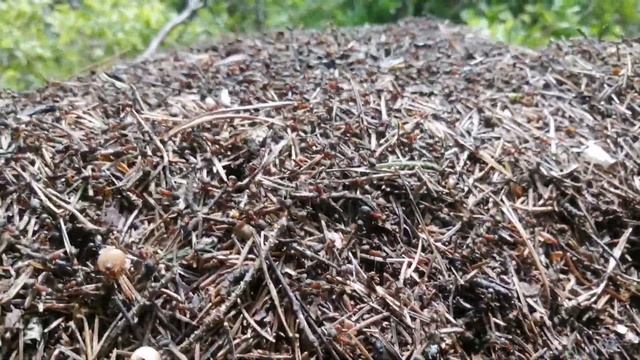 Нужна ли вторая зимовка муравьям. #МуравьиЯрославль смотреть онлайн