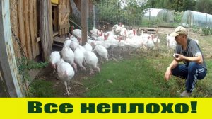 Ураган зацепил деревню краем и индюки  НЕПЛОХО набирают вес!