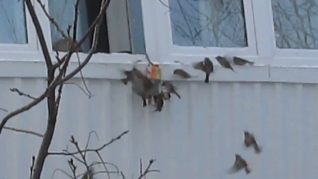 #2 Воробьи кушают смотреть онлайн
