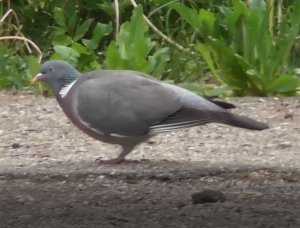 Вяхирь - Columba palumbus, Великий Новгород, Антоново 13.06.2022
