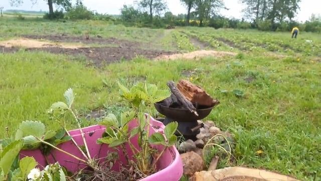 продаю саженцы КЛУБНИКИ  АЛЬБА — неремонтантный сорт земляники садовой раннего срока созревания.