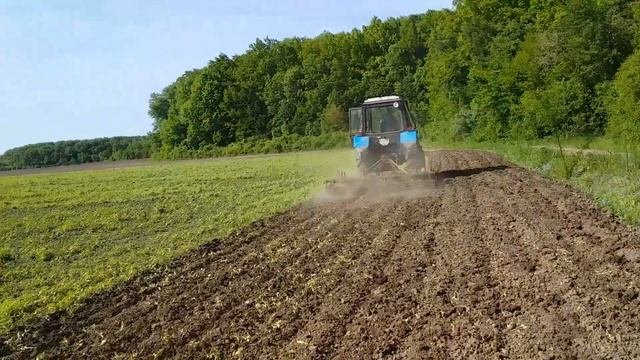 Культивация. Меняем лапы едем культивировать Трактор Беларус и культиватор  #vseklevo #синийтрактор
