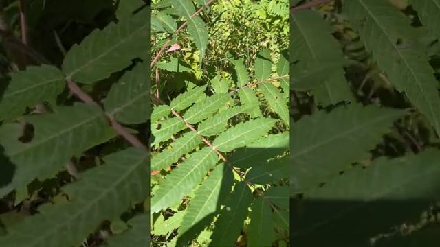 Rhus typhina (Anacardiaceae) staghorn sumac