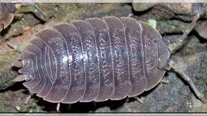 Как избавиться от мокриц в квартире.