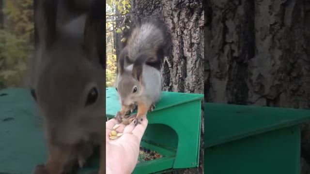 Кормим белку в Удельном парке