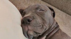 Питбуль Прайтер