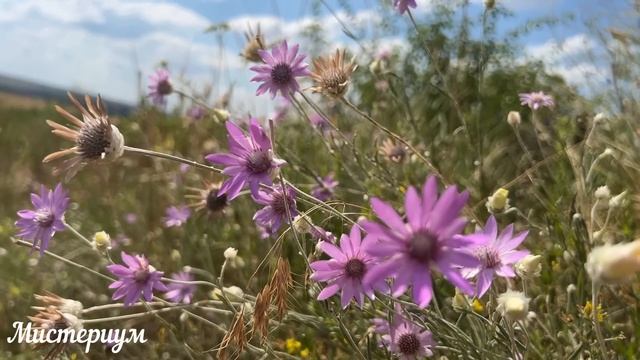 Лунный посевной календарь на МАРТ 2023. Благоприятные дни для посева #лунныйпосевнойкалендарь