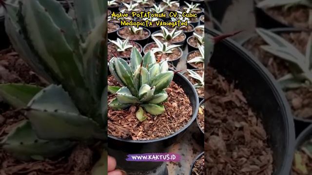 Rare Agave Potatorum CV  Cubic Mediopicta Variegated