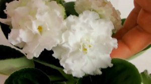 ЕК Белая королева  Фиалки  Стандарт Видео обзор сорта