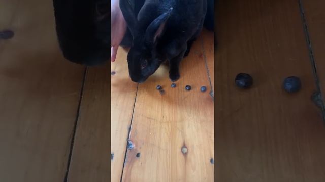 Simple subtraction with a hungry rabbit