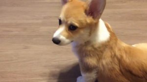 ВЕЛЬШ КОРГИ ПЕМБРОК - щенок гоняется за хвостом | PEMBROKE WELSH CORGI