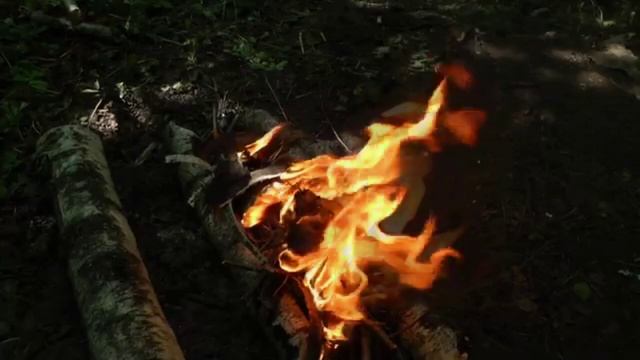 Неожиданная встреча в тайге смотреть онлайн