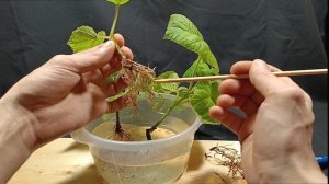 Павлония Войлочная. Первый обзор. Пересадка. Жесткая обрезка корней.