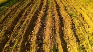 Копаем картофель окучником