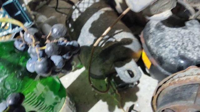 Опыт хранения винограда смотреть онлайн