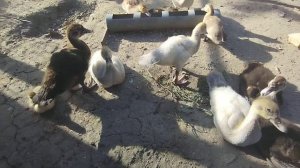 Индоутки Лаванда! Изумрудные!