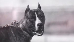 ВОЛК ПРОТИВ СОБАКИ. КТО СИЛЬНЕЕ?