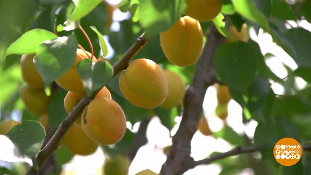 Абрикосовый сезон. Доброе утро. Фрагмент выпуска от 22.06.2022