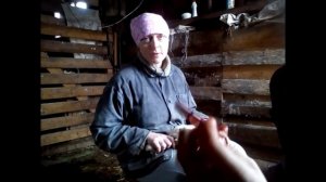 Арина берет кровь у куриц