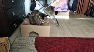 Кролик и кошки ! Карликовый домашний кролик !